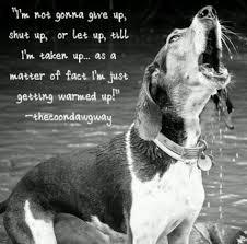 5,000 brands of furniture, lighting, cookware, and more. B T Coonhounds