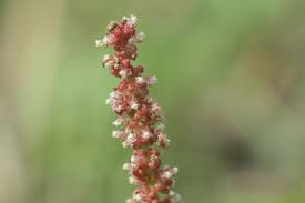 Image result for Acalypha pubiflora