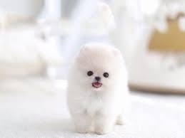 Maybe you would like to learn more about one of these? All Puppies For Sale Posh Pocket Pups Puppies For Sale Puppies Pomeranian Puppy Teacup