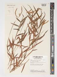 Image result for Phacelurus gabonensis