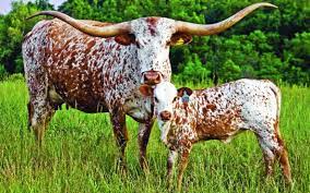 Texas Longhorn Cattle Information Dickinson Cattle Co