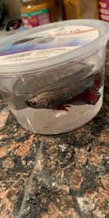 These realistic halfmoon betta can be customized as gifts. Had To Rescue This Behemoth From Petco Today I Named Him Arthur Since He Is A Half Moon King Betta Bettafish
