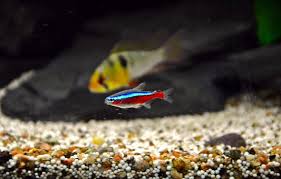 Ikan hias air tawar diskus merupakan spesies asli sungai amazon, amerika selatan. 30 Ikan Aquascape Terindah Beserta Gambar Dan Harganya Hobinatang