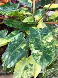 Philodendron Burle Marxii Variegated Pflanzen Alles Uber Pflanzen Philodendron
