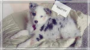 Potty Training Australian Shepherd