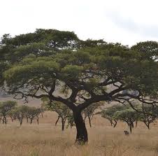 Image result for Burkea africana