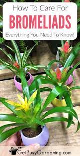 Bromeliad Plant Care How To Grow Bromeliad House Plants Bromeliad Plant Plants Indoor Plant Care