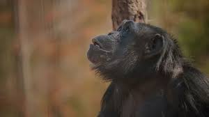 Dear Bab S The Oldest Female At Project Chimps But The Best Friend Anyone Could Ever Ask For Watch To Learn Why Chimp Great Ape Primates