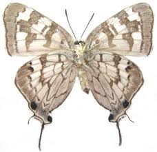 Image result for Phragmanthera dschallensis