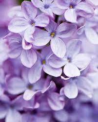 Your Ultimate Guide To Flowering Perennials Which Popular Plants Bloom When Light Purple Wallpaper Lavender Aesthetic Purple Wallpaper