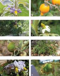 Image result for Solanum campylacanthum 'panduriforme type'