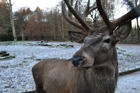 Tierpark Olderdissen Susstier Tierpark Tiere Park