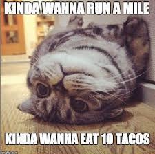 Enjoy A Lazy Caturday With Fresh Cat Memes Fun Quotes Funny Gym Humor Funny Animals