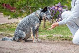 Check spelling or type a new query. Woman Training Gives Command Australian Cattle Dog Blue Heeler Young Cheerful Dog Gives Paw Stock Photo Picture And Royalty Free Image Image 150512057