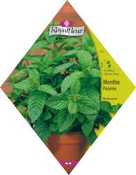 Plantes fleuries plantes grasses bonsais ou encore cactus. Mentha Piperita Menthe Poivree Jardin Des Gazelles Jardinerie En Ligne