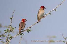 Image result for Erythrococca kirkii