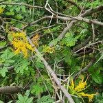 Image result for Plicosepalus sagittifolius