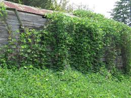 Check spelling or type a new query. Dealing With Kudzu Hgtv