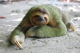 20 Sloth Smiles Revealed Cute Sloth Pictures Sloth Weird Looking Animals