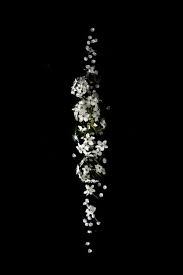 Two stylized black dandelions silhouette with flying fluff on white background. 100 000 Best White Flowers Photos 100 Free Download Pexels Stock Photos