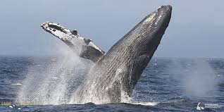 I was lobster diving and a humpback whale tried to eat me. 9 Things That May Surprise You About Humpback Whales Eagle Wing Tours