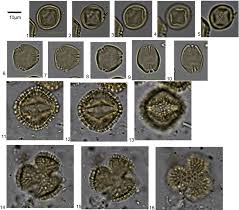 Image result for Celosia stuhlmanniana