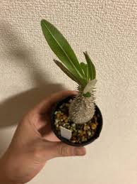 パキポディウム イノピナツム 実生 コーデックス 塊根植物 多肉植物 検索 グラキリス パキプス  アガベ(その他)｜売買されたオークション情報、yahooの商品情報をアーカイブ公開 - オークファ 観葉植物