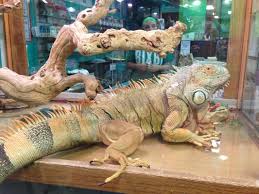 Maybe you would like to learn more about one of these? All 4 Pets 58 Reviews Pet Stores 9710 Mission Gorge Rd Santee Ca United States Phone Number
