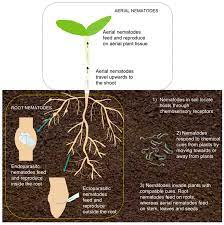 We did not find results for: Plants Free Full Text Functions Of Flavonoids In Plant Nematode Interactions Html