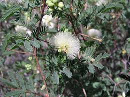 Image result for Acacia chariessa