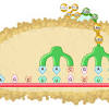 Mutation rates in rna viruses are important because these viruses cause a terrible toll in terms of human death and disease. 1
