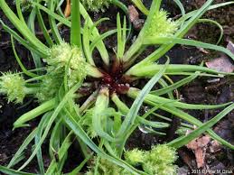Image result for Cyperus squarrosus