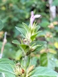 Image result for Hypoestes aristata