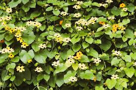 Image result for Thunbergia stelligera