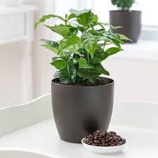 Image result for Coffea schliebenii