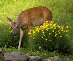 Making homemade deer and rabbit repellent last year i had some plants decimated by deer, and wanted to be proactive and get ahead of the curve. Homemade Deer Repellent Recipe Heeman S