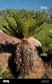 Image result for Cyathea dregei