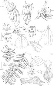 Image result for Angraecum humile