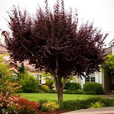 We did not find results for: Flowering Trees Tagged Cold Hardiness Zone 7 Online Orchards