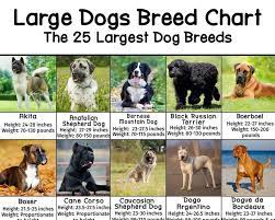 Get this free breed specific training course to have a happy & healthy dog at home. Large Dog Breeds Pictures And Names Chart Patchpuppy Com