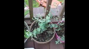 Maybe you would like to learn more about one of these? How To Grow Eucalyptus Trees From Seeds How To Sow Eucalyptus From Seed Youtube