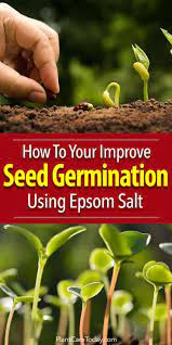 How To Improve Your Seed Germination Using Epsom Salt Seed Germination Growing Tomatoes From Seed Growing Vegetables