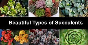 Types Of Succulents Species Varieties Identification Pictures The succulents that fall in the category of cacti have areoles from where spines, leaves, hairs, and flowers grow.