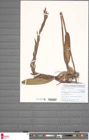 Image result for Bulbophyllum schinzianum