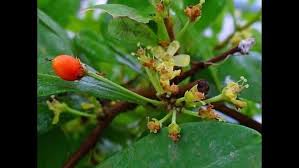 Image result for Erythroxylum zambesiacum
