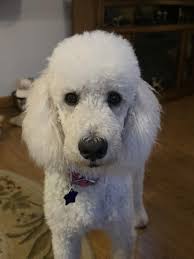 Summer is here, and that means you need some shades! Shady Rays has you  covered with my custom Gold Titan's.😎Go get yourself a pair here:  shadyrays.com/collections/men-best-sellers/products/titan-kyle-busch-matte-black-gold-polarized