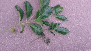 Image result for Pavetta sp. F