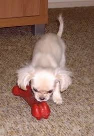 Cavalier king charles x chihuahua mix. Chilier Dog Breed Information And Pictures
