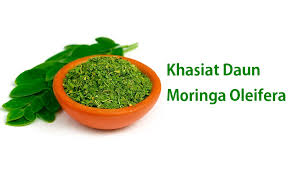 Learn more about moringa uses, effectiveness, possible side effects, interactions, dosage, user ratings and products that contain moringa. Khasiat Daun Moringa Oleifera