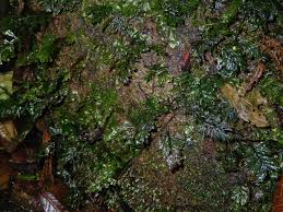 Image result for Polyphlebium